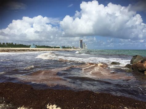 South Florida Scientist Says Appearance Of Red Tide In The Atlantic Is Not A Rare Occurence