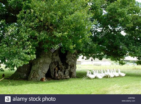 The Bowthorpe Oak Near Bourne In Lincolnshire England Stock Photo