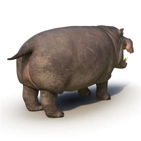 Hippopotamus Rigged 3d Модель 3d Модель 99 Unknown Max Free3d