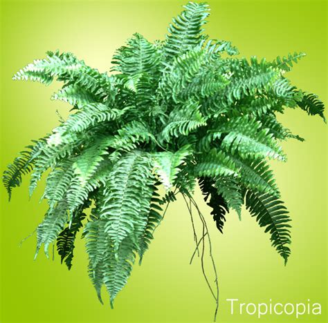 Boston Fern How To Grow Care Guide Houseplant 411 How To Identify