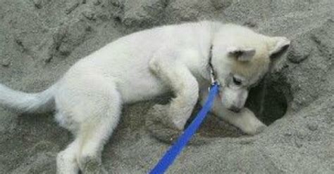 Pet's We Love: 5 Dog Breeds That Dig The Most