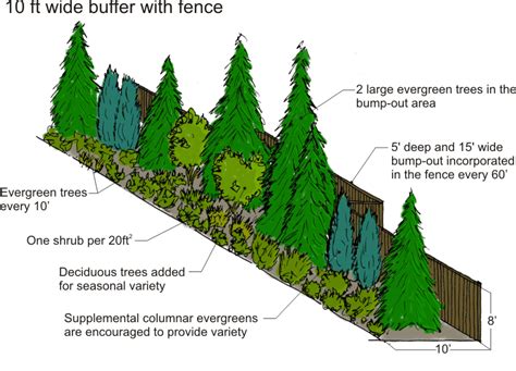 How To Plant Emerald Green Arborvitae Privacy Trees Distance Etc Artofit