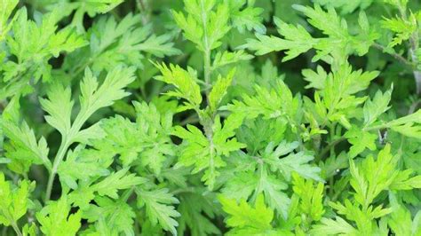 Tanaman Mugwort Artemisia Vulgaris L Tribunnewswiki