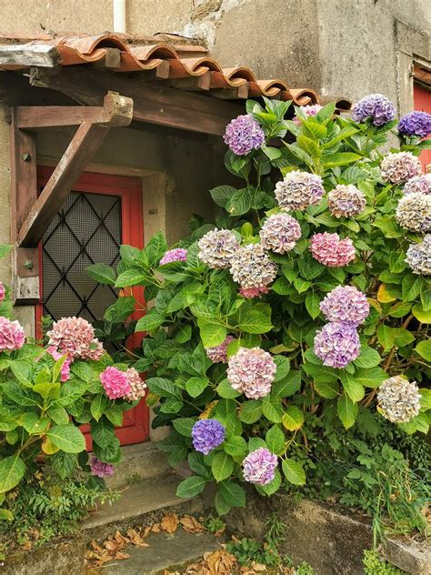 La Maison Aux Hortensias Claude Herrada Flickr