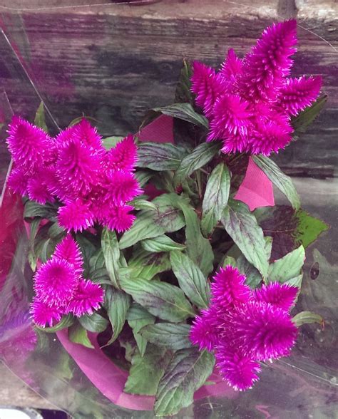 Celosia Argentea Flower Farm Annual Plants Celosia Flower