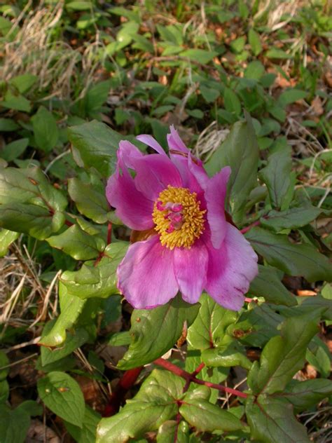 Pflanzen Von A Z Botanischer Garten Frankfurt