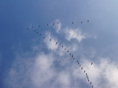 Clouds Birds - Free photo on Pixabay - Pixabay