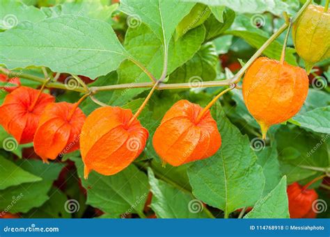 Physalis Plants Or Chinese Lantern Plants In Latin Physalis Alkekengi