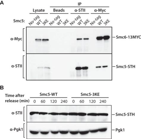 Structural Maintenance Of Chromosome Smc Proteins Link Microtubule