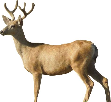 Buck Deer Png Transparent Buck Deer Png Images Pluspng