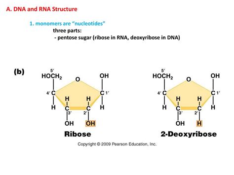 Iii Dna Protein Synthesis And Mitosis Ppt Download