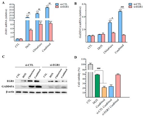 Marine Drugs Free Full Text Chitotriose Enhanced Antitumor Activity