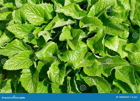 Real green leaves stock image. Image of background, plant - 10006569