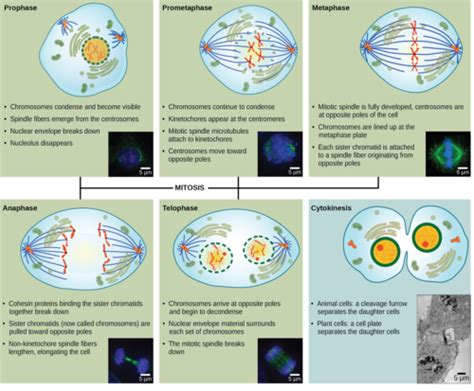 Mitosis And Meiosis Flashcards Quizlet