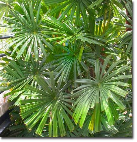 Licuala Spinosa Mangrove Fan Palm 5pcs Seeds Packet Goldenpalm Hu