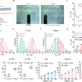 Quantitative Characterization Of Adhesion Forces Between Single