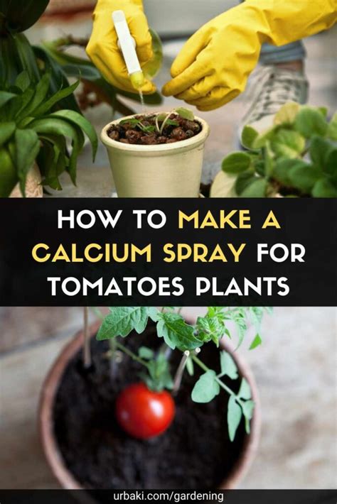 How To Make A Calcium Spray For Tomatoes Plants