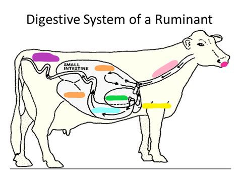 Ruminant Digestive System Diagram Diagram Quizlet