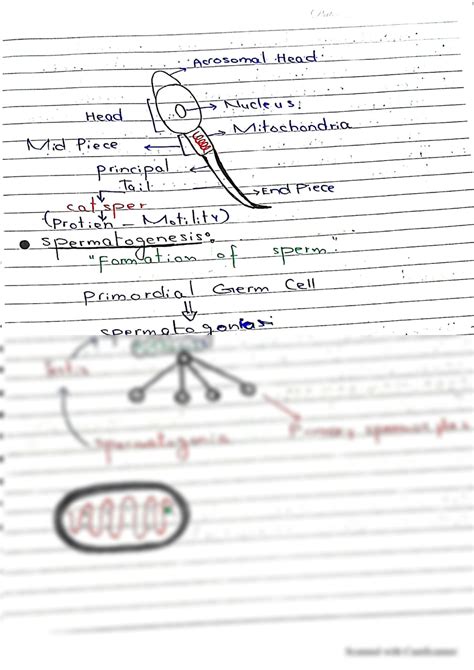 SOLUTION Spermatogenesis Notes Studypool