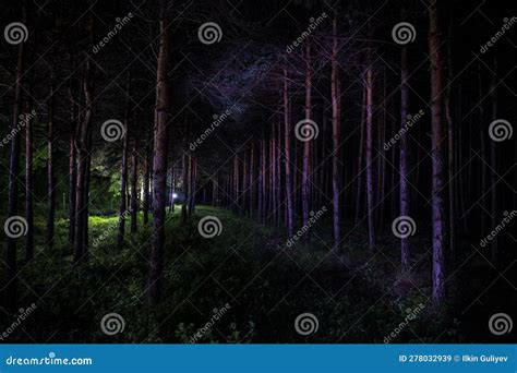 Hermoso Paisaje Nocturno Rodado En Bosque Aterrador Luces Mágicas