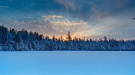 winter forest, spruce, snow, 4k HD Wallpaper