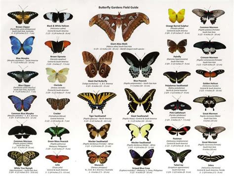 Identifying Butterfly Wing Shapes