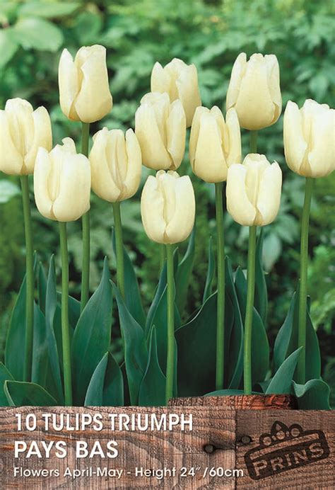 Pack Triumph Tulip Bulbs Pays Bas Wpc Prins Quality Spring Bulbs