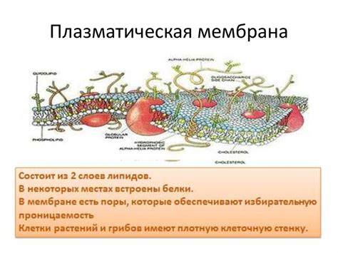 Строение клетки - презентация онлайн