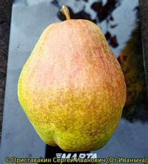 Груша Киффер - описание сорта и фото груш