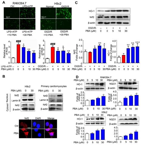 Pba Activates The Nrf2 Signaling Pathway A Pba Decreased Ros Download Scientific Diagram