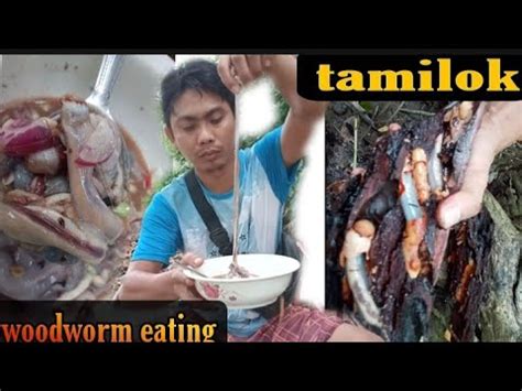 woodworms or tamilok | tamilok exotic food | - YouTube