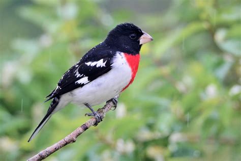 Rose Breasted Grosbeak Male By Jackie B Elmore 4 30 2016 Flickr