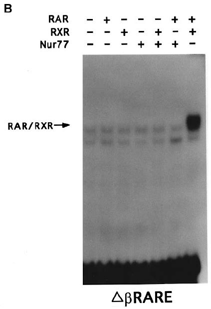 Binding Of Nur To Rares A Nur Forms Heterodimers With Rxr On