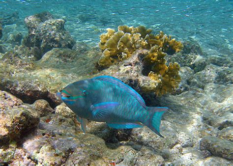 queen parrotfish virgin islands national park  national park