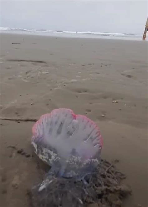 Caravelas portuguesas são vistas em Praia Grande e assustam moradores