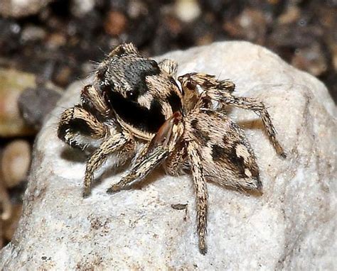 King Of The Hill Habronattus Coecatus Bugguide Net