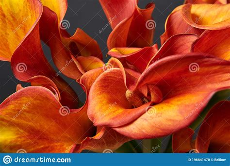 Bouquet of Red and Yellow Calla Lilies. Close-up Photo. Stock Photo ...