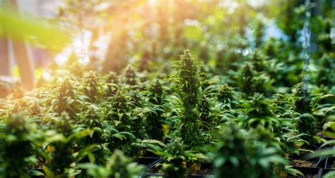 The Rise Of Indoor Hemp Cultivation Hemp Magazine