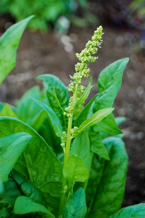 Spinach Flower When Your Spinach Starts Doing This You Ha Flickr