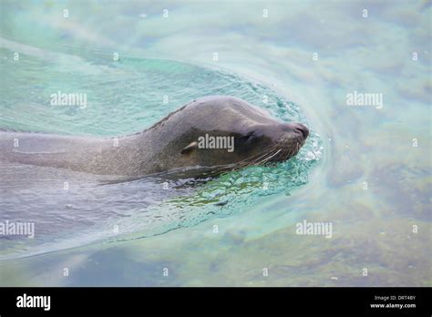 Sea lion swimming Stock Photo - Alamy