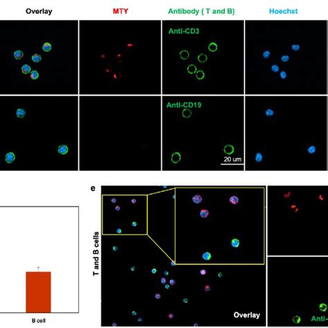Selectivity Of Mty In Human T And B Cells A Mty Performance In The
