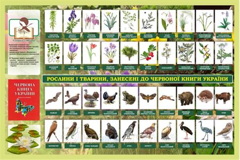 Стенд «Червона книга України»