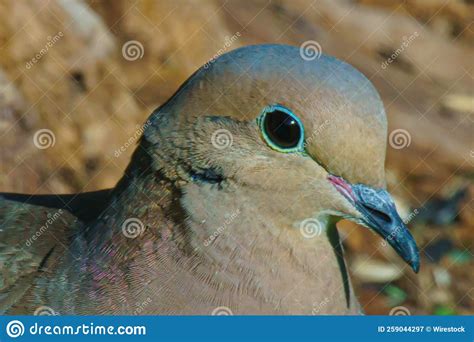 Closeup Of Mourning Dove Zenaida Macroura With Blue Eyelid And A