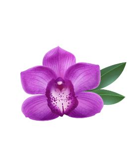 Medium Orchid color hex code is #BA55D3