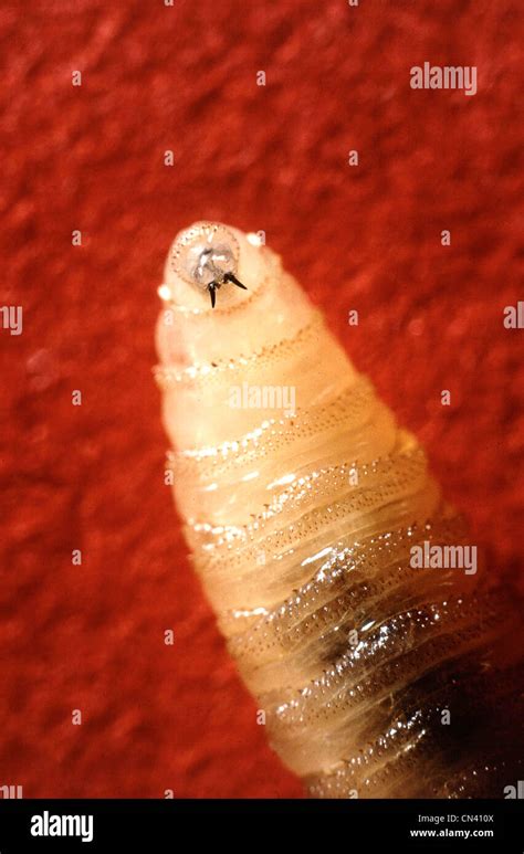 Tusklike Mandibles Protruding From The Screwworm Larvas Mouth Stock