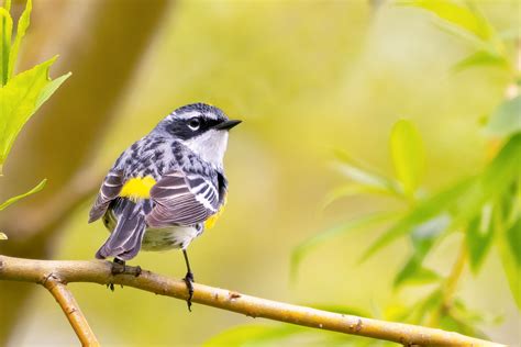 10 Fun Facts About the Yellow-rumped Warbler | Audubon