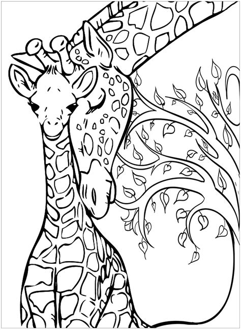 Get The Coloring Page Giraffes Free Printable Adult Coloring Pages