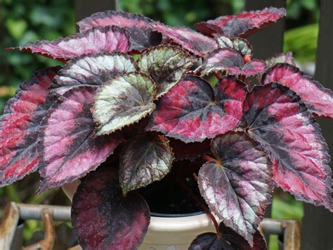 Begonia królewska Begonia rex opis wygląd wymagania uprawa i