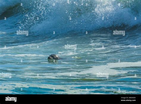 Harbor Seal Phoca Vitulina Between Waves On Rialto Beach In Olympic