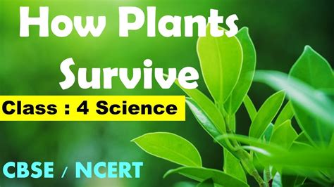 Class Th Science How Plants Survive Cbse Ncert Syllabus